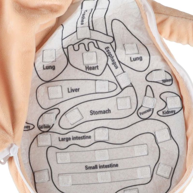 Lalka maskotka nauka anatomii dziewczynka - obrazek 6