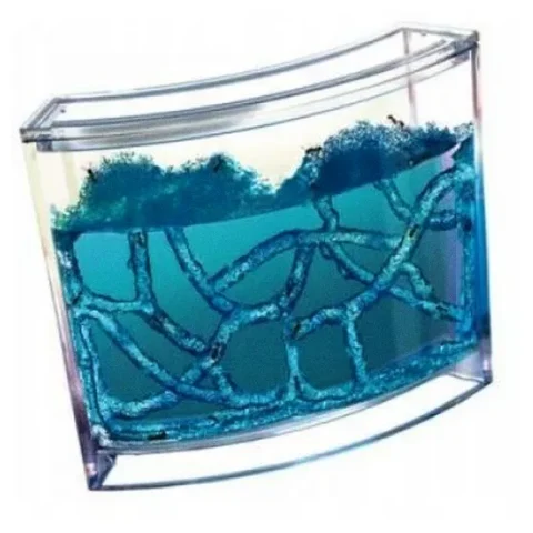 Akwarium edukacyjne żelowe dla mrówek