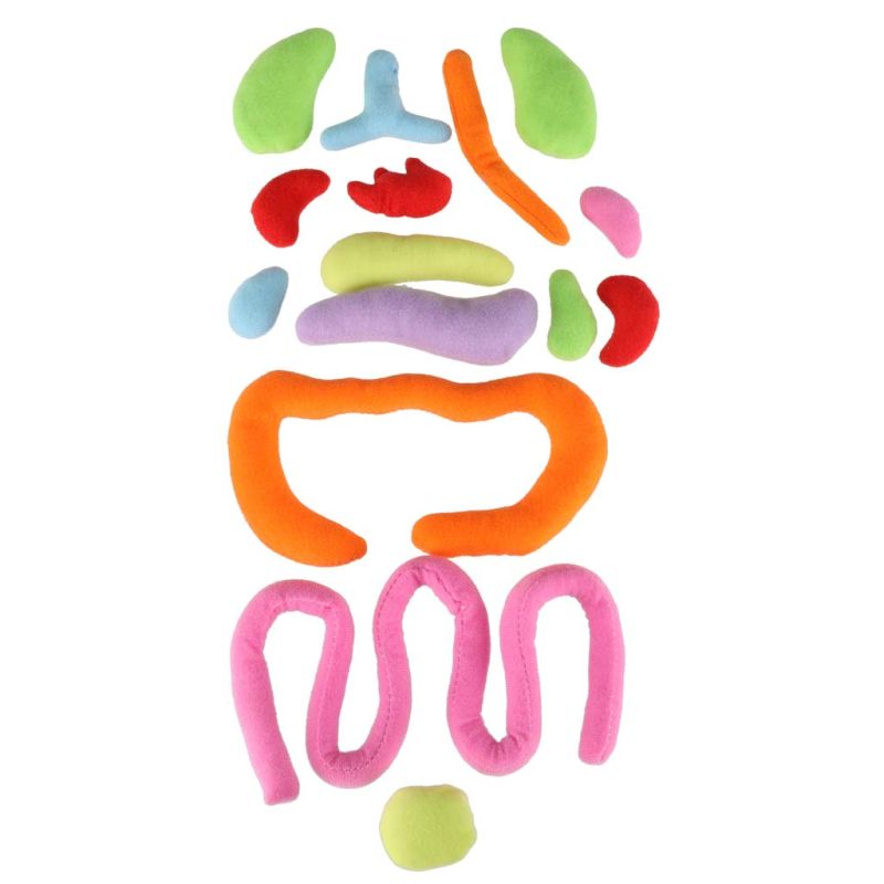 Lalka maskotka nauka anatomii chłopiec - obrazek 11