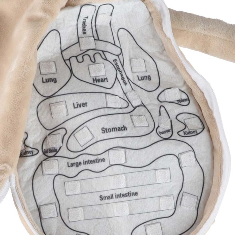 Lalka maskotka nauka anatomii chłopiec - obrazek 7