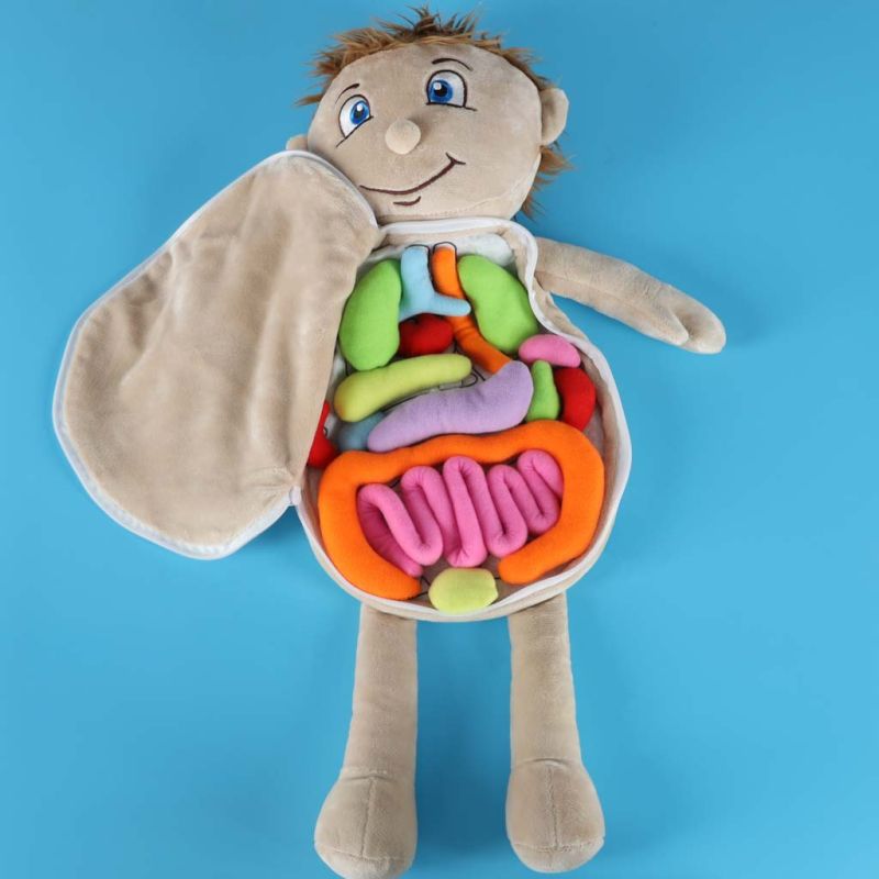 Lalka maskotka nauka anatomii chłopiec - obrazek 10