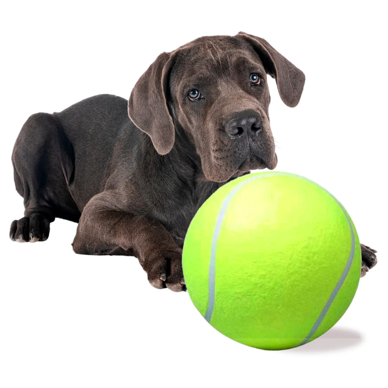 Dom i Ogród/Akcesoria dla psów i kotów