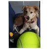 Zabawka dla psa piłka tenisowa gigant XXL 24cm
