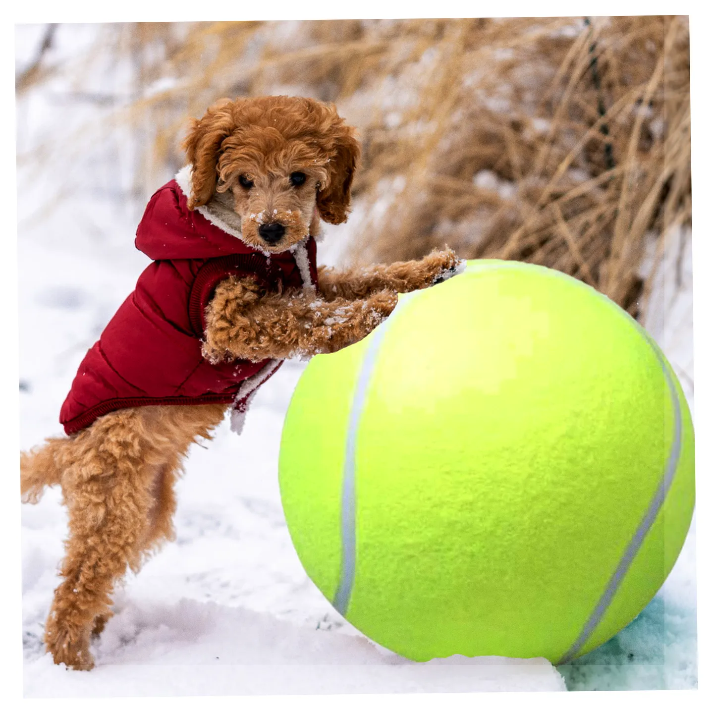 Dom i Ogród/Akcesoria dla psów i kotów