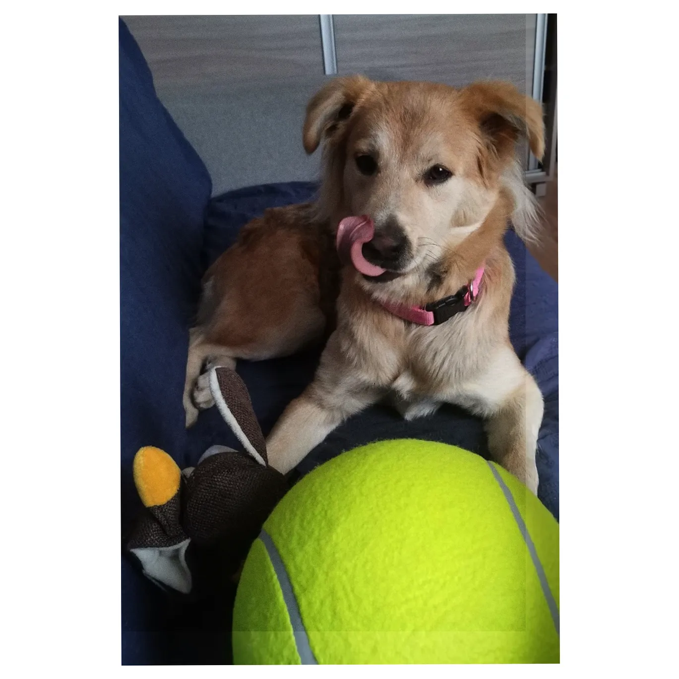 Zabawka dla psa piłka tenisowa gigant XXL 24cm