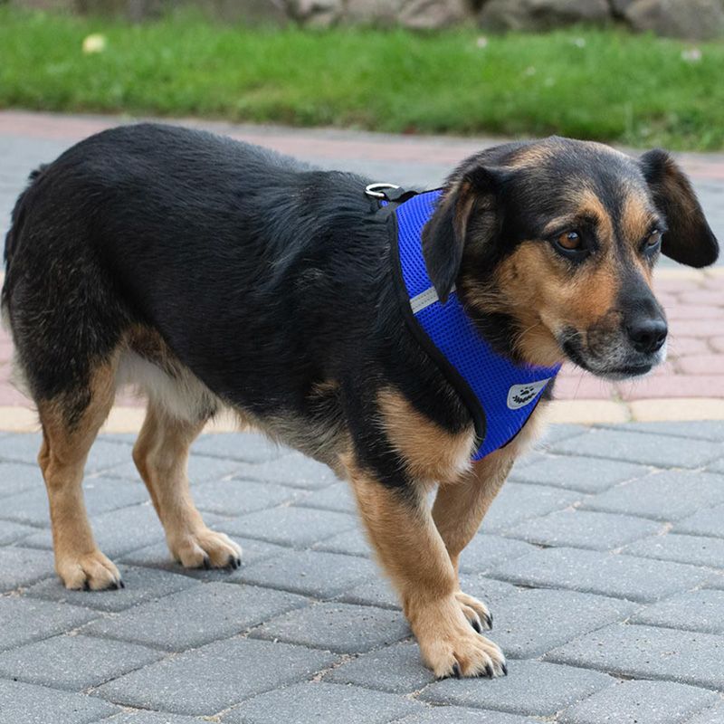 Szelki bezuciskowe spacerowe regulowane odblask dla psa kota + smycz rozmiar XL - obrazek 6